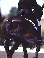 dressage.jpg